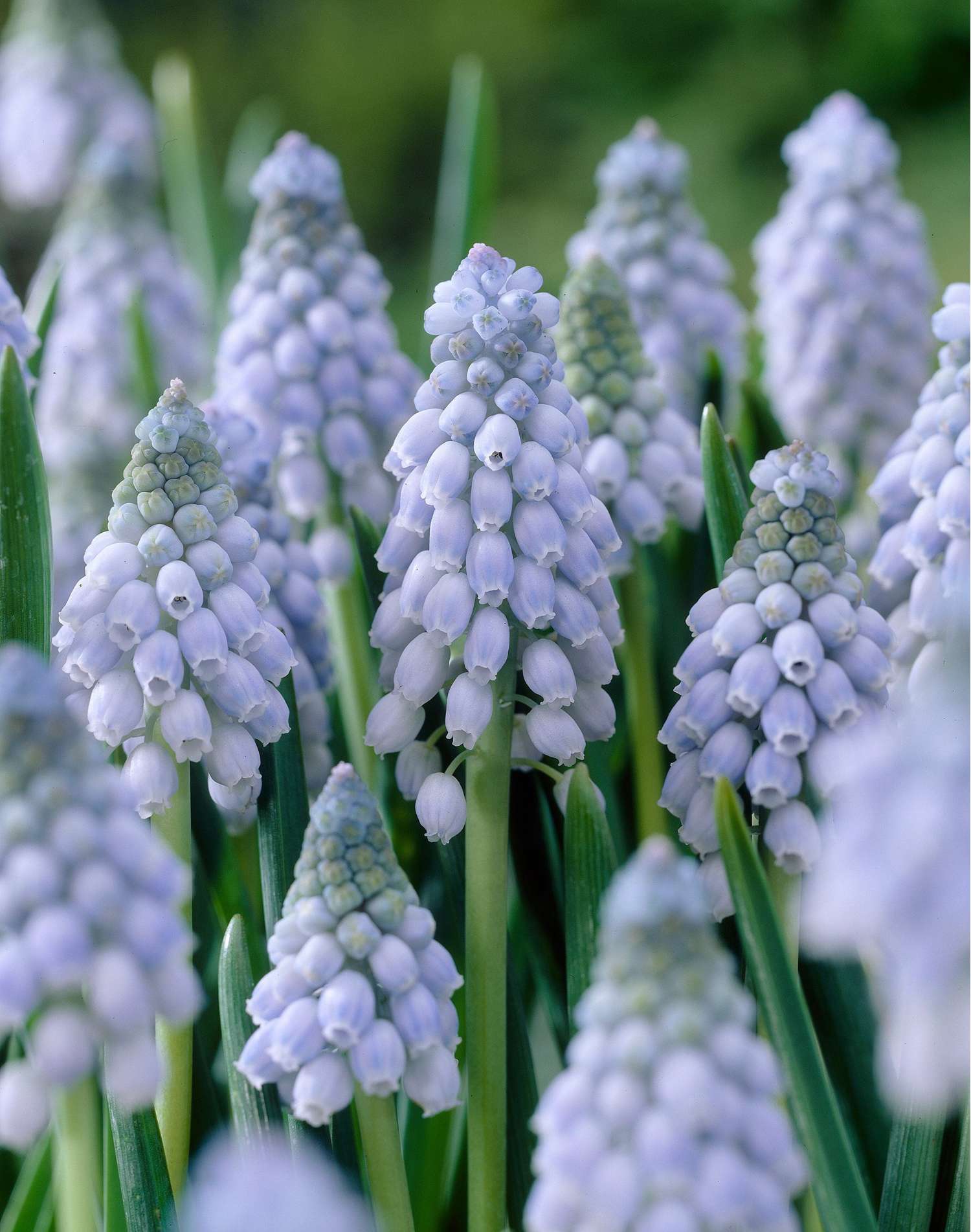 Traubenhyazinthe 'Valerie Finnis' - Perlehyacinter